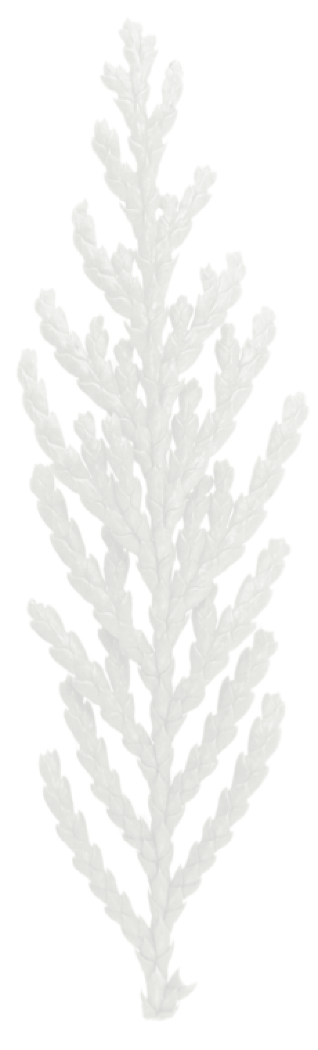 Phyto-amide