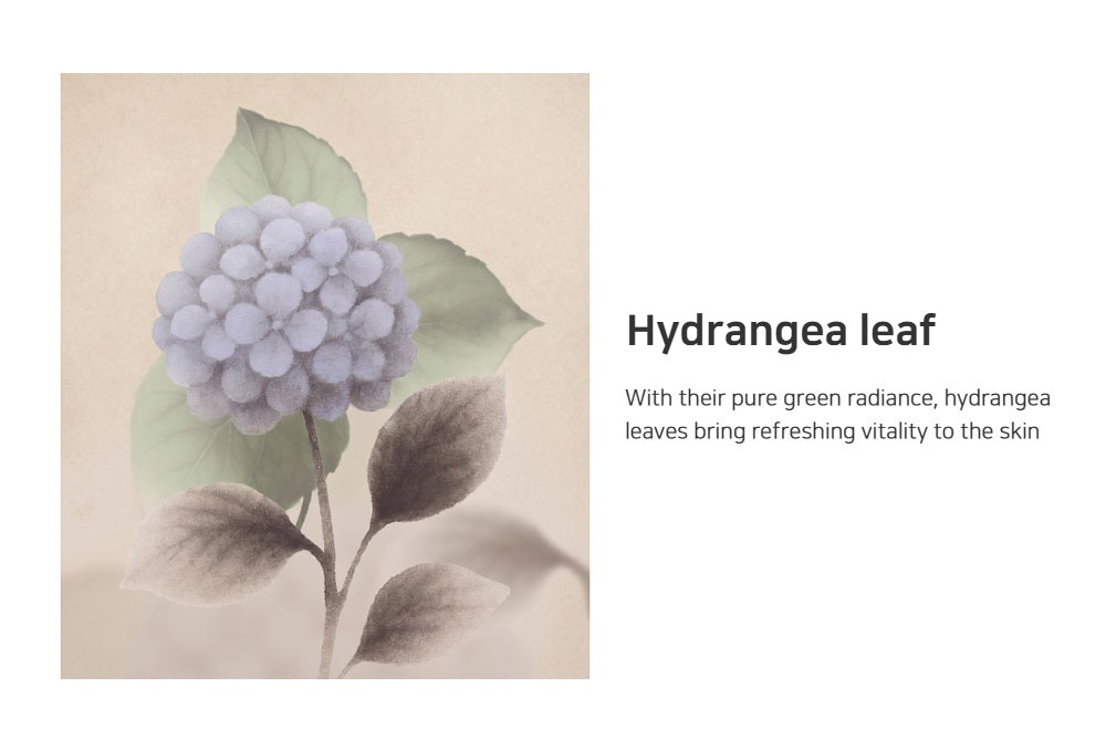 HANYO Hydrangea Body Lotion