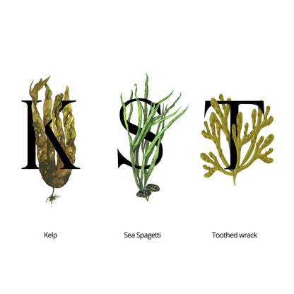 Close-up of pump-top bottle reflecting light beside fresh coastal elements