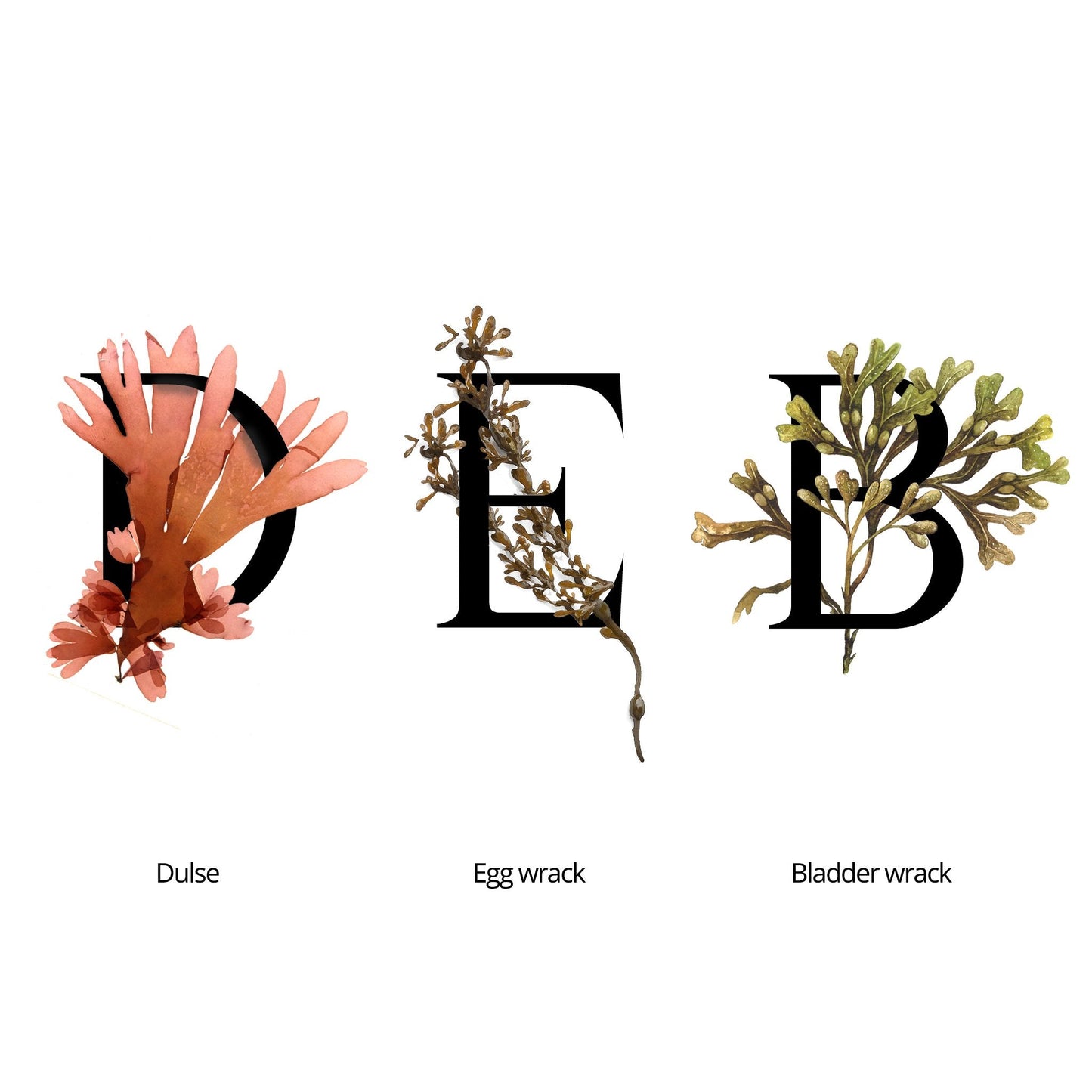 Skincare flat lay with Mid Seaweed Rejuvenating Essence and natural sponges