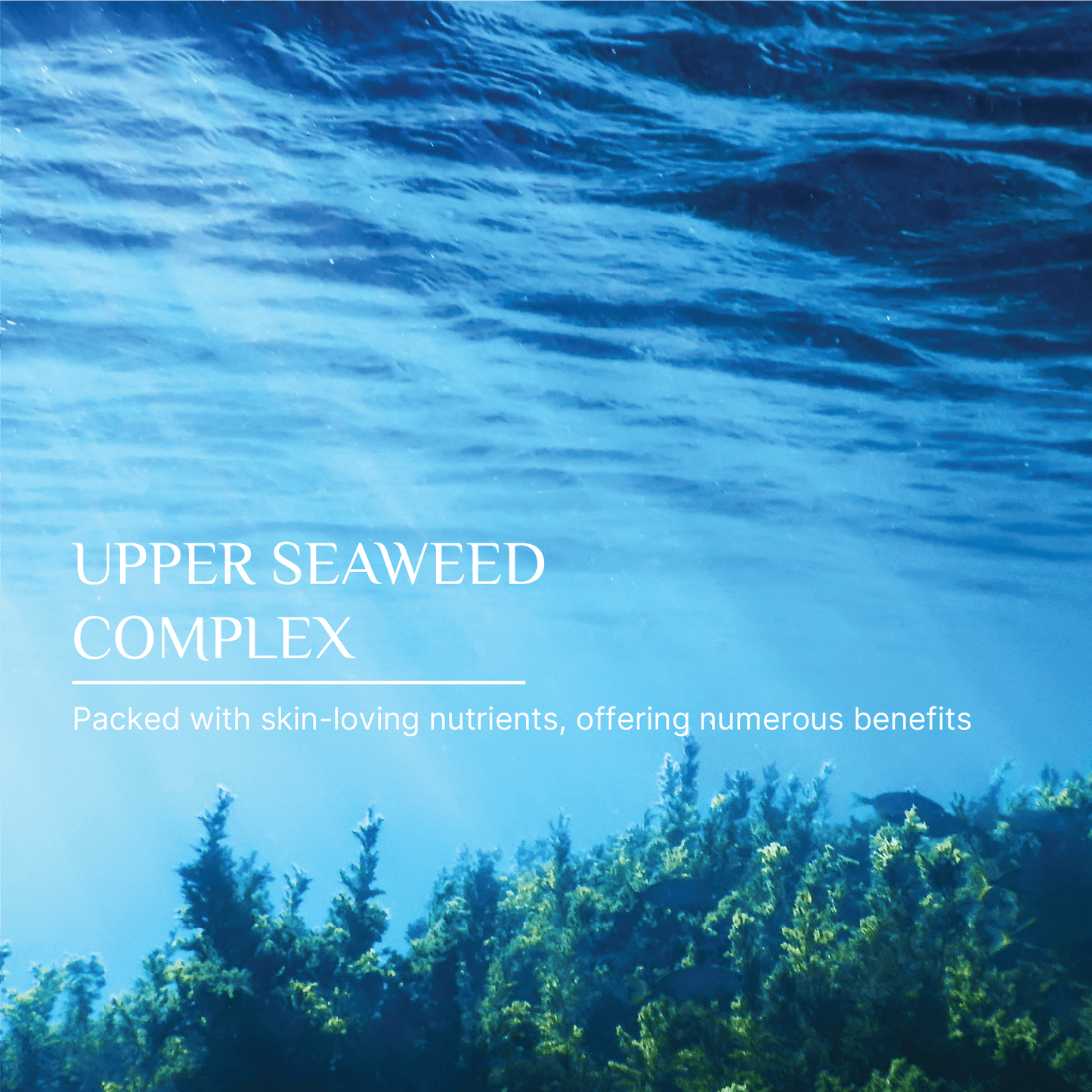 Vegan-friendly seaweed moisturiser for soft, balanced, and calm skin